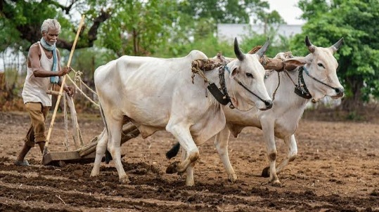 पावसाने मारली दडी:शेतकरी चिंतातूर :शेतकऱ्यांवर दुबार पेरणीचे संकट