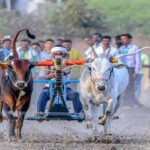 गडेगाव येथे जंगी इनामी बैलांचा शंकरपट उद्यापासून