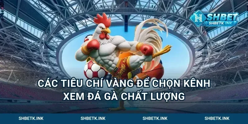 Các tiêu chí vàng để chọn kênh xem đá gà chất lượng