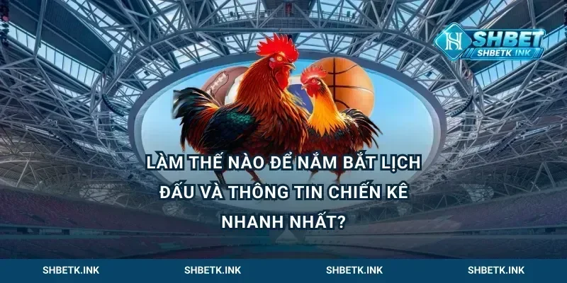Làm thế nào để nắm bắt lịch đấu và thông tin chiến kê nhanh nhất?