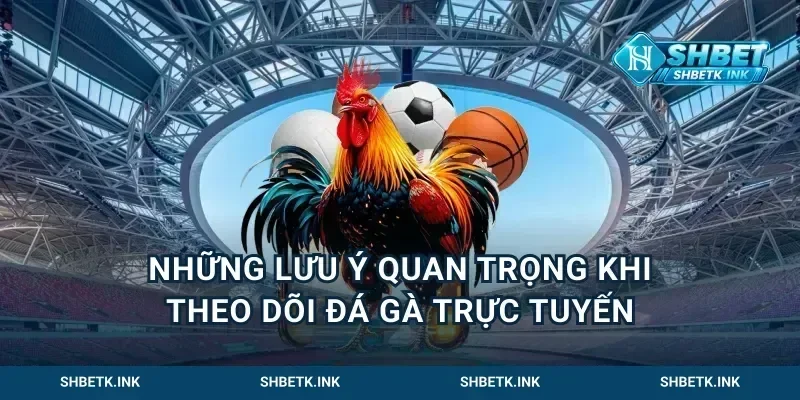 Những lưu ý quan trọng khi theo dõi đá gà trực tuyến