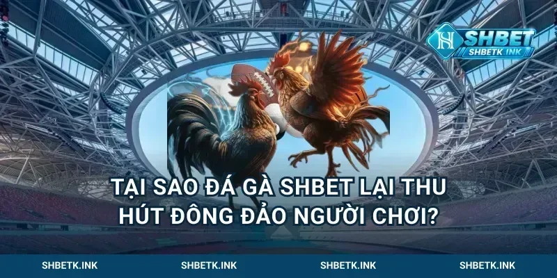 Tại sao đá gà Shbet lại thu hút đông đảo người chơi?