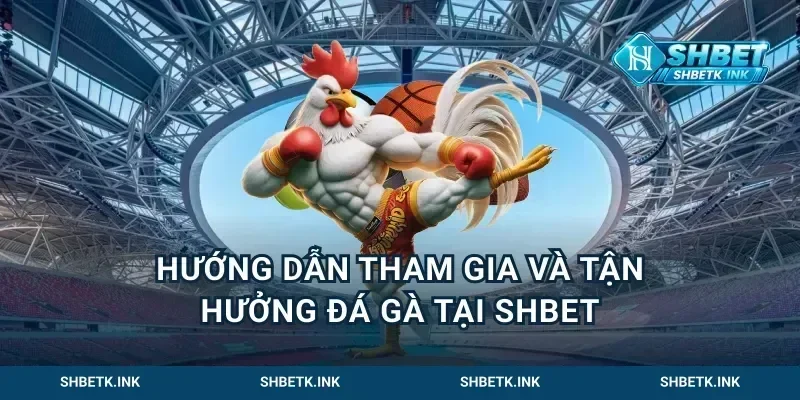 Hướng dẫn tham gia và tận hưởng đá gà tại Shbet