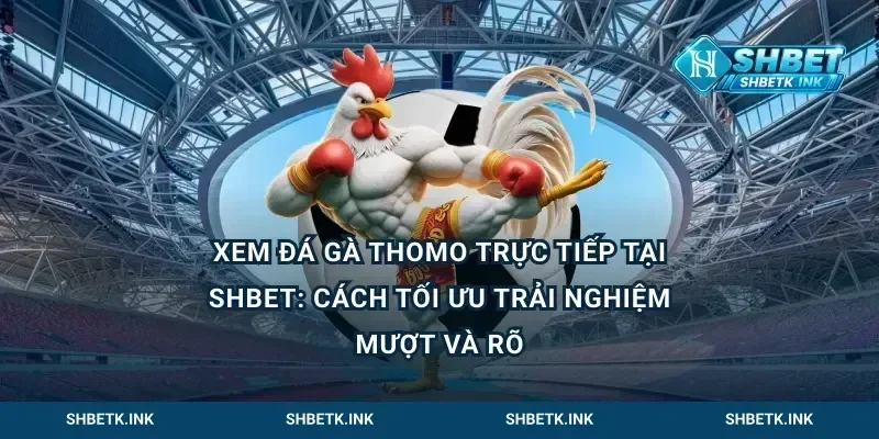 Xem đá gà Thomo trực tiếp tại Shbet: cách tối ưu trải nghiệm mượt và rõ