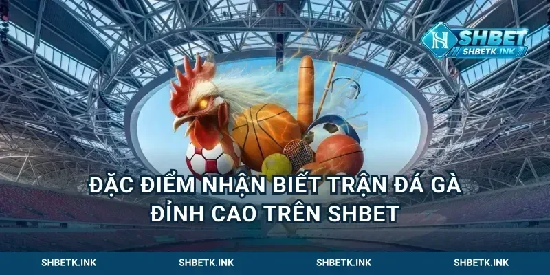 Đặc Điểm Nhận Biết Trận Đá Gà Đỉnh Cao Trên Shbet