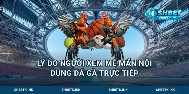 Lý Do Người Xem Mê Mẩn Nội Dung Đá Gà Trực Tiếp