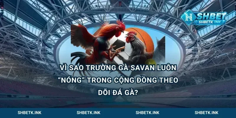 Vì sao trường gà Savan luôn “nóng” trong cộng đồng theo dõi đá gà?