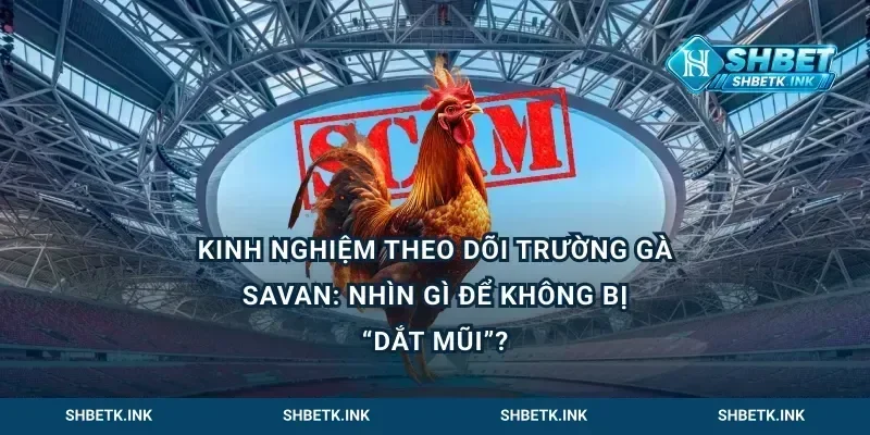 Kinh nghiệm theo dõi trường gà Savan: nhìn gì để không bị “dắt mũi”?